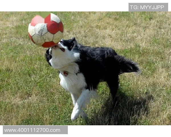 动物与足球明星的精彩对比视频揭示它们的运动天赋与魅力